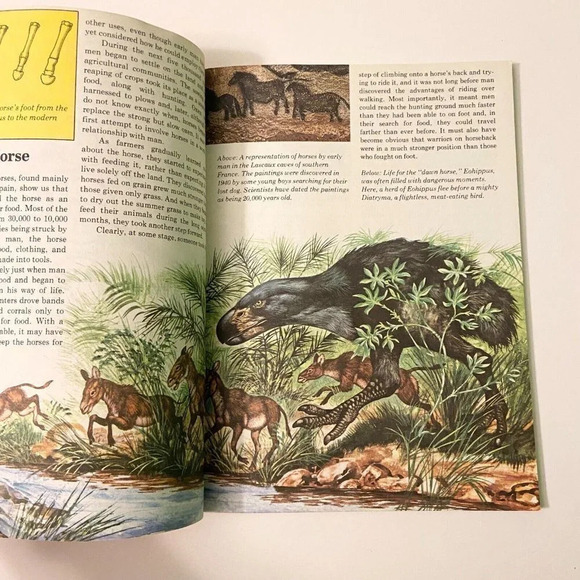 Vintage 1978 Know Your Horses Rand  McNally Know Your Books - Picture 11 of 15